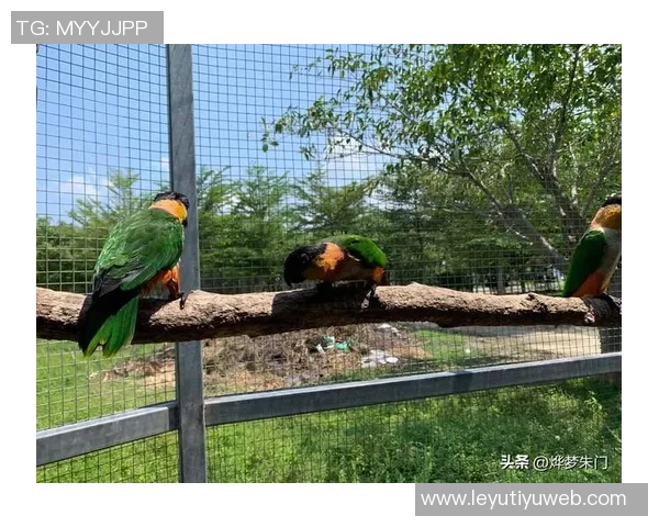 都柏林动物园为鹦鹉命名帕洛特引发热议带队杀入附加赛